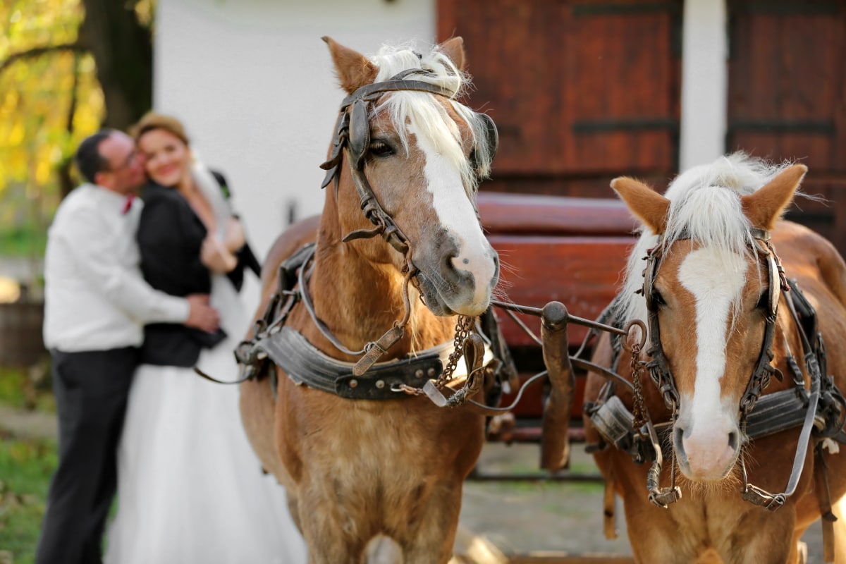 idées originales arrivée de mariage